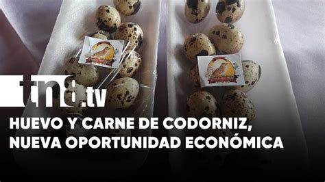 Crianza de codorniz una alternativa económica que promueve el MEFCCA