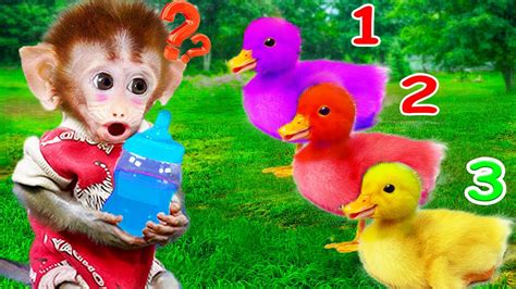 Monkey Baby Bon Bon Drink Milk And Play With Duckling Wow Maymun Youtube