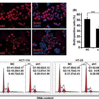 Gpr Knockdown Attenuates Colorectal Cancer Cell Growth In Vivo Ac