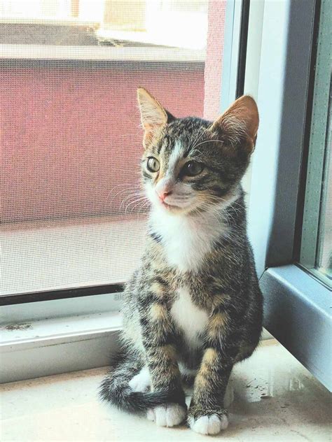 Подарявам мъжко коте на 3-4 месеца | Подарява | София Подарявам ...