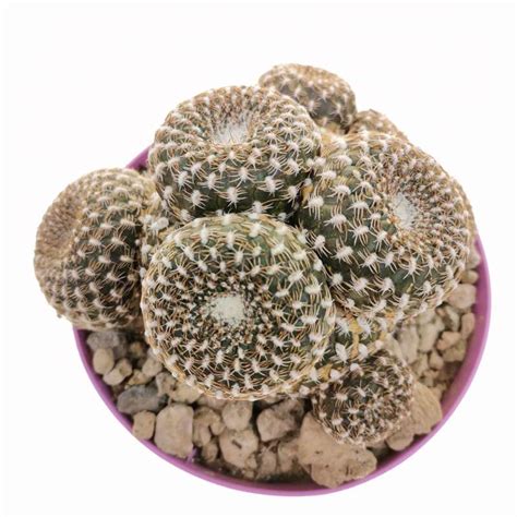 Sulcorebutia Arenacea F Prolifera Cm Cactaceae Giromagi