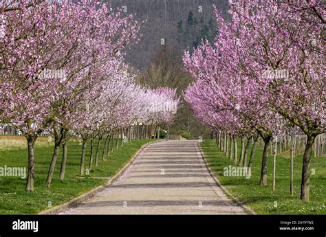 Flowering Almond Trees Prunus Dulcis Stock Photo Alamy