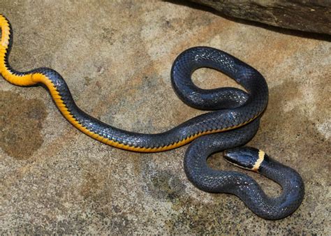 Ohio Birds And Biodiversity Ring Necked Snake A Harmless Charmer