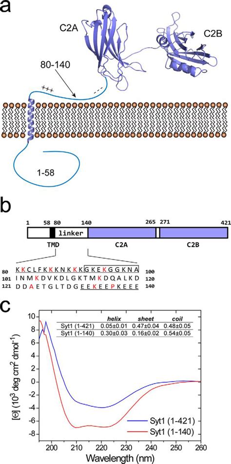 The Juxtamembrane Linker Of Full Length Synaptotagmin 1 Controls