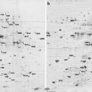 Colony Formation Efficiency Of Various E Coli Knockout And