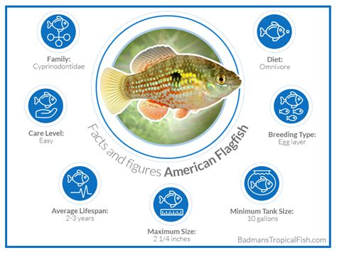 American Flagfish - Care Guide and Breeding