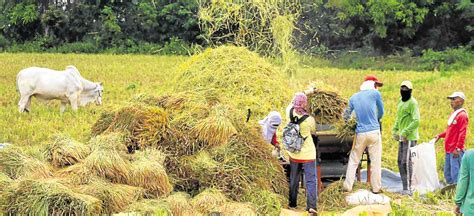 Duterte Suspends Rice Importation Amid Farmers Woes Inquirer News