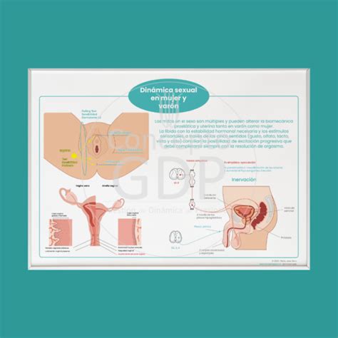 Dinámica Miccional sexual y defecatoria ConceptoGDP