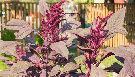 12 Popular Amaranthus Varieties