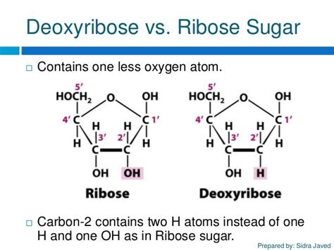 Deoxyribose Vs Ribose Sugar Structure - Brain Mind Article