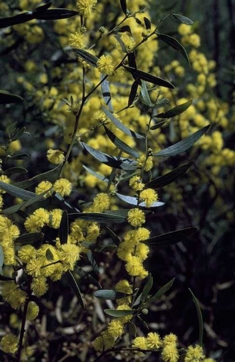 Factsheet Acacia Ausfeldii