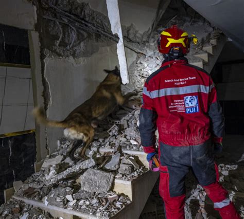 Cyno Pompiers De L Urgence Internationale