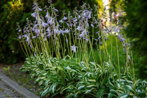 How To Propagate Hostas From Cuttings Garden Lovers Club