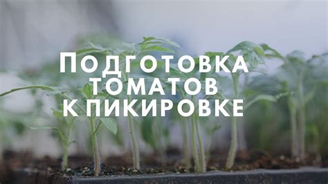 Этап 5.Готовим томаты к пикировке. - YouTube