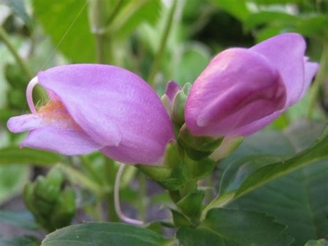 Purple Turtlehead Seeds | Garden Hoard – Hand Harvested Heirloom Seeds – Grown in Michigan by ...