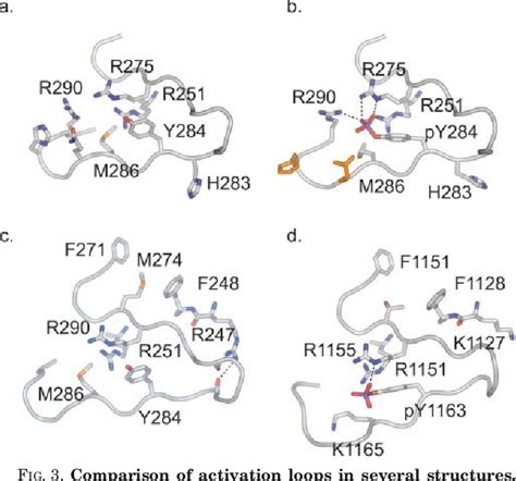 Figure 3 From Crystal Structures Of The Phosphorylated And