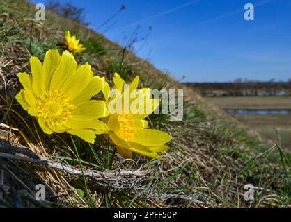 Mars Brandebourg Lebus Une Rose Adonis Fleurit Sur Le