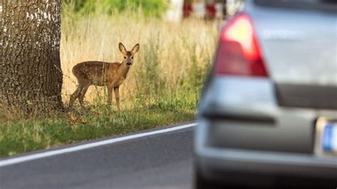 Reh läuft vor Lastwagen und wird auf Gegenfahrbahn geschleudert SVZ