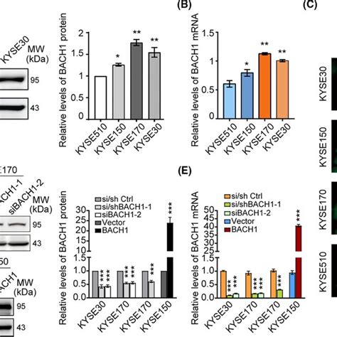 The Expression Of BACH1 In ESCC Cells A Western Blot Analysis And