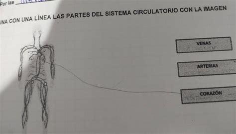 Nove Una Con Una L Nea Las Partes Del Sistema Circulatorio Brainly Lat