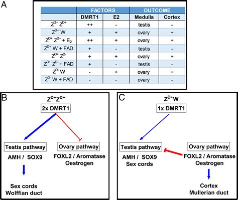 Primary Sex Determination In Birds Depends On DMRT1 Dosage But Gonadal