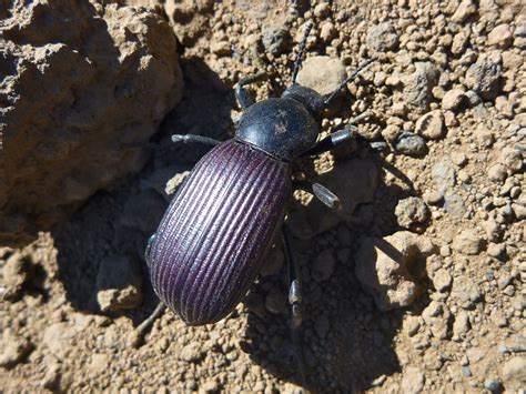 Darkling beetle: Red Mountain, Arizona