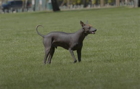 The Xoloitzcuintli: Mexico’s Enigmatic Canine Treasure