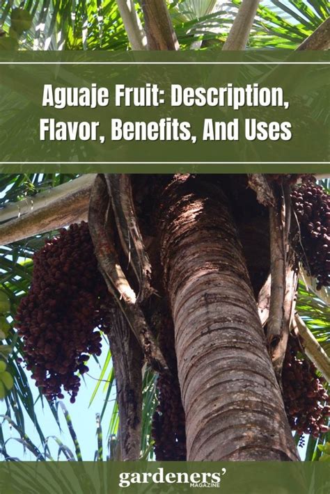 Aguaje Fruit Description Flavor Benefits And Uses Gardeners Magazine