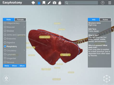 Anatomy Of The Canine Respiratory System Easyanatomy