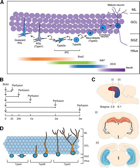 Sex Differences In Maturation And Attrition Of Adult Neurogenesis In The Hippocampus Eneuro