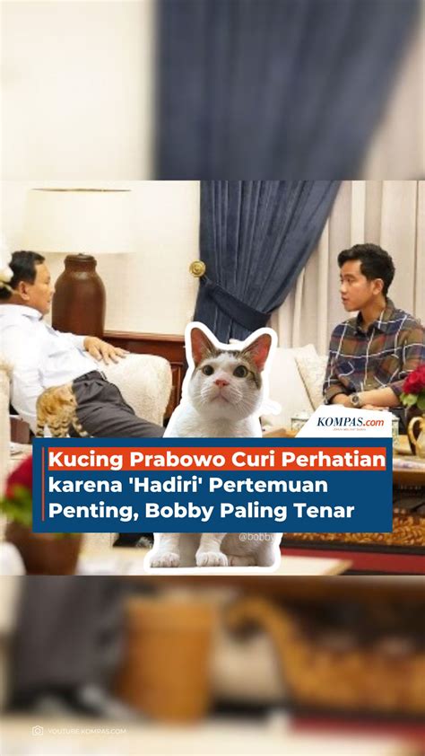 Kucing Prabowo Curi Perhatian Karena Hadiri Pertemuan Penting Bobby