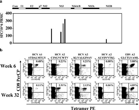 Analysis Of Cd T Cell Responses Using Elispot And Class I Tetramers