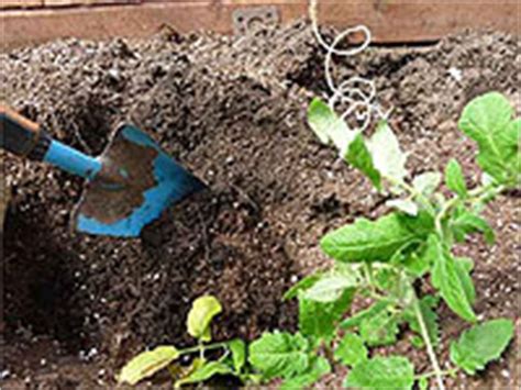 Plantation des Plants de Tomates selon la Technique de la Tranchée