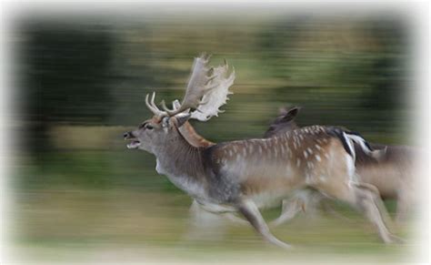 Driving Deer Wild Deer Best Practice Guidance