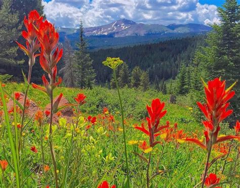 Indian Paintbrush Wildflowers Above Vail Pass Colorado Etsy