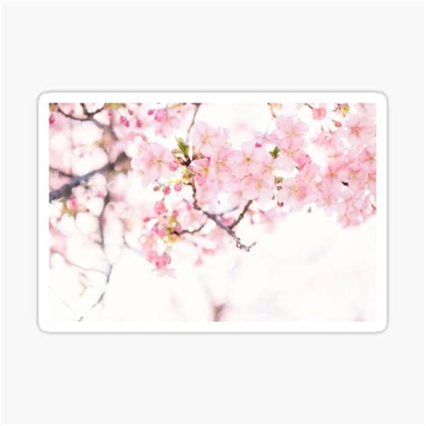 Pink Cherry Blossoms Sticker By Newburyboutique Redbubble