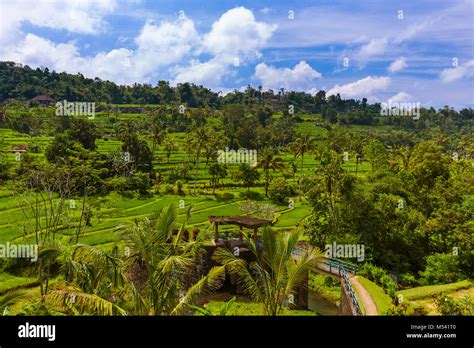 Rice Fields Bali Island Indonesia Stock Photo Alamy