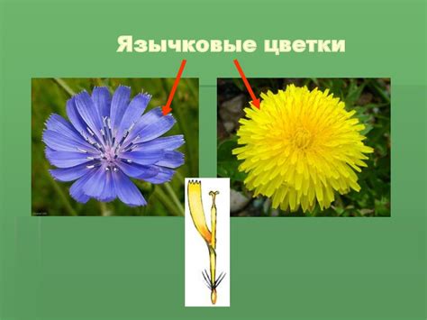 Семейство Розоцветные - презентация онлайн