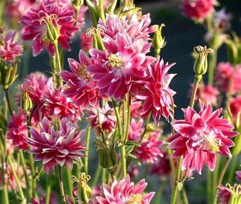 Double Barlow Mixed Columbine Aquilegia Perennial 10 Seeds Etsy