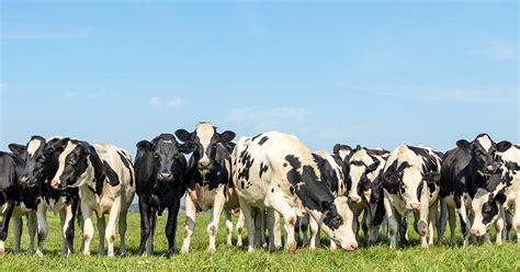 Methane Emissions In Animal Agriculture Edfbusiness