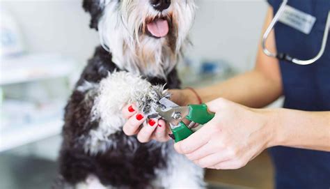 Grooming – Strut Your Pup, LLC Pet Care Service