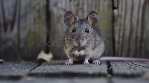 A Grey House Mouse Stands On A Wooden Deck In The Daylight Stock Image