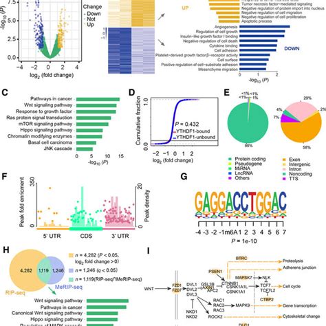 Transcriptome Wide Identification Of Ythdf1 Targets In Gastric Cancer Download Scientific