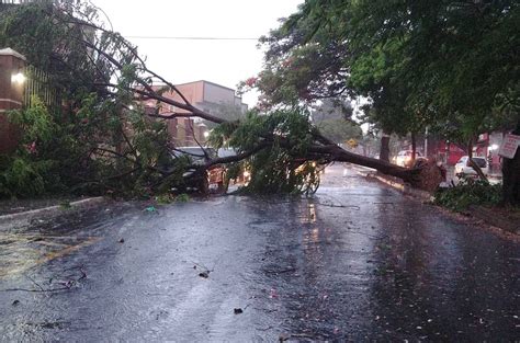 Chuva causa alagamento e derruba árvores em ruas de Goiânia veja