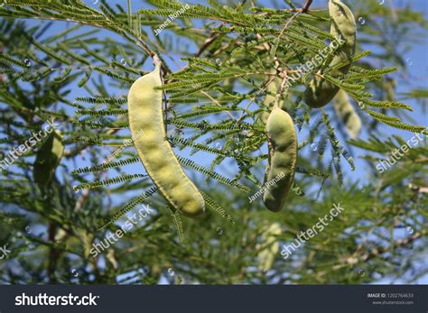 122 Mesquite Pods Images, Stock Photos & Vectors | Shutterstock