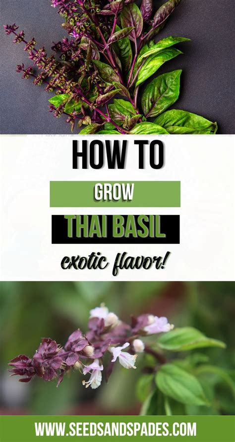 How To Grow Thai Basil Endless Supply Of Exotic Flavor In 2024 Growing Herbs Outdoors Thai