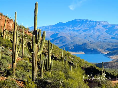 Nature by Nat Photography - Sonoran Desert