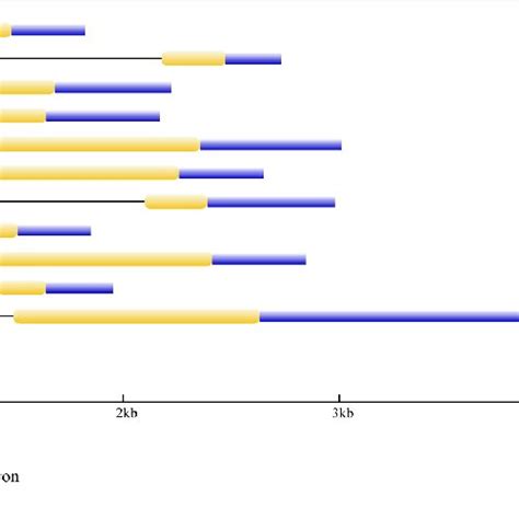 Intron Exon Structures Of The Soybean Rav Genes The Intron Exon Download Scientific Diagram