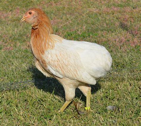 ᐈ Gallina Araucana O Mapuche Características Huevos Azules