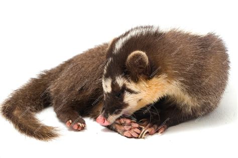 Premium Photo The Javan Ferret Badger On White Background